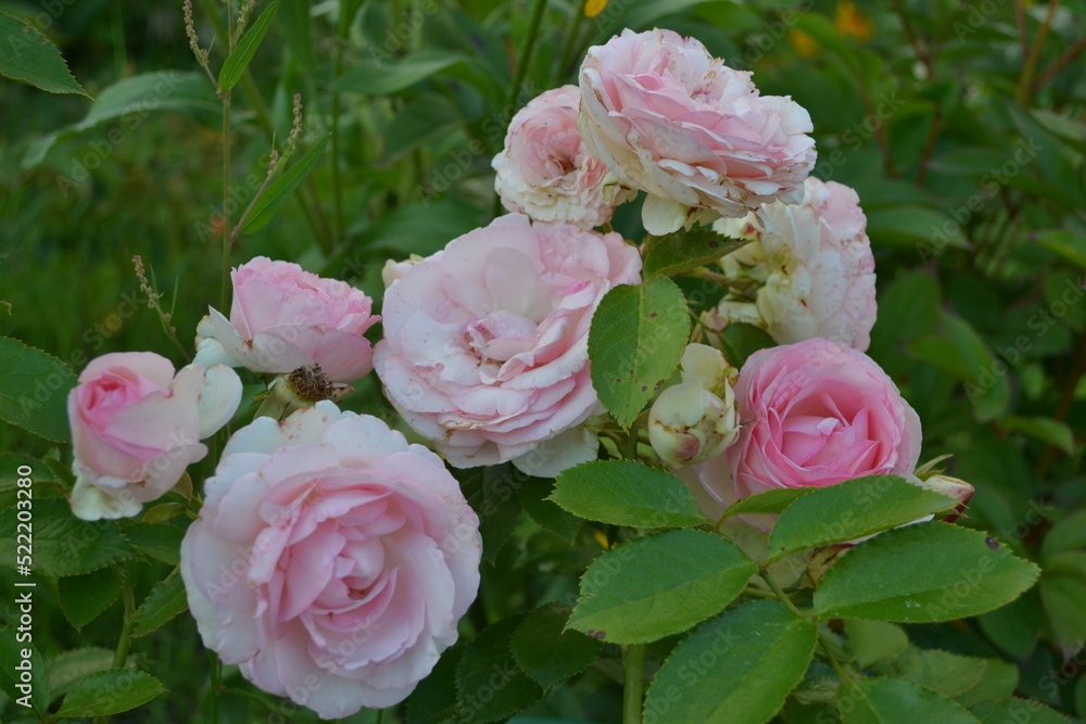Pink floribunda rose blooms in the evening garden. Pink floribunda rose blooms in the evening garden.