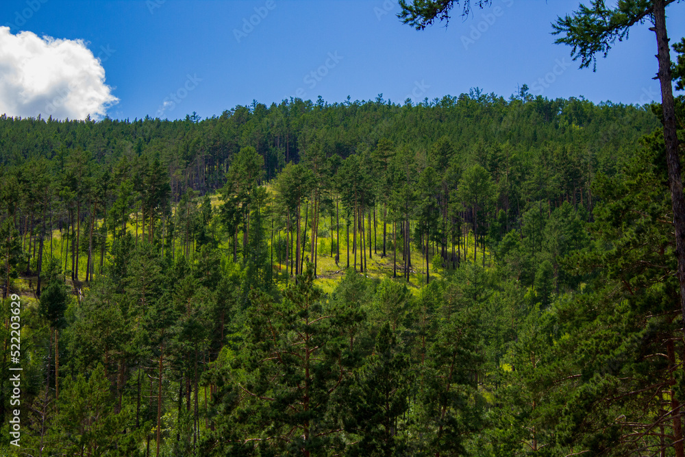 view of mixed woodland birch, spruce, pine trees in summer	
