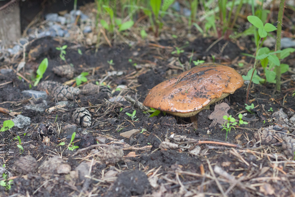 Wild mushrooms grow in the garden under thujas. The concept of environmental protection, forest. Wild mushrooms grow in the garden under thujas. The concept of environmental protection, forest.
