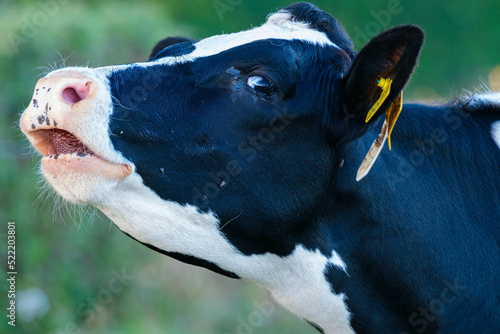 Cow in the meadow || Koe in de wei photo