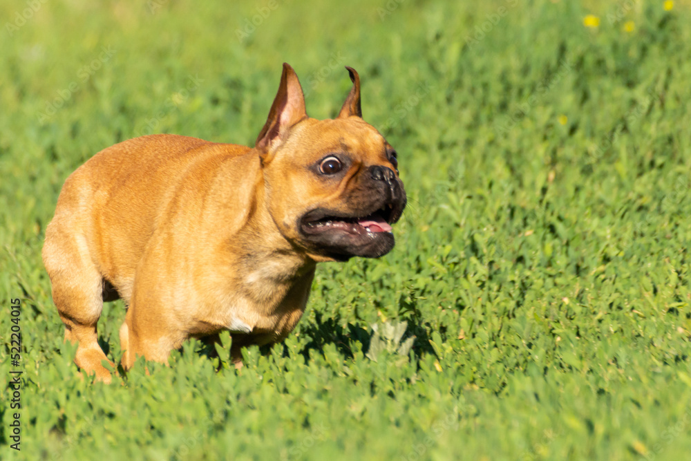 Adorable small active little smart dog French Bulldog playing with a ball Adorable small active little smart dog French Bulldog playing with a ball