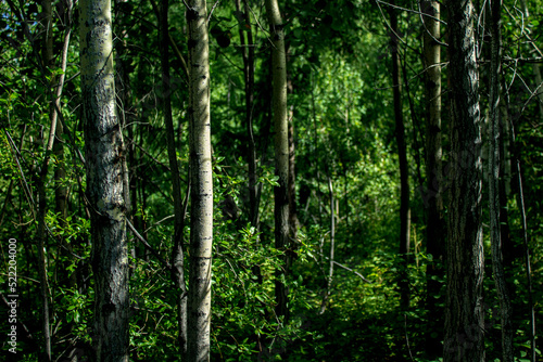 Dense mixed woodland birch and pine trees in summer
