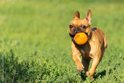 Adorable small active little smart dog French Bulldog playing with a ball