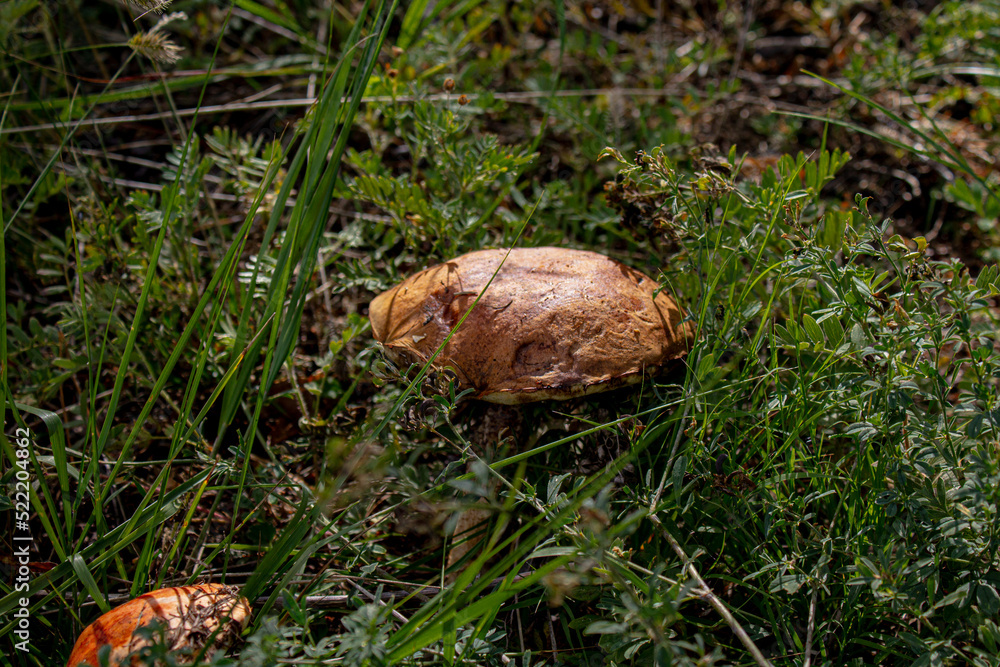 Leccinum scabrum, commonly known as the rough-stemmed bolete, scaber stalk, and birch bolete, is an edible mushroom in the family Boletaceae Leccinum scabrum, commonly known as the rough-stemmed bolete, scaber stalk, and birch bolete, is an edible mushroom in the family Boletaceae