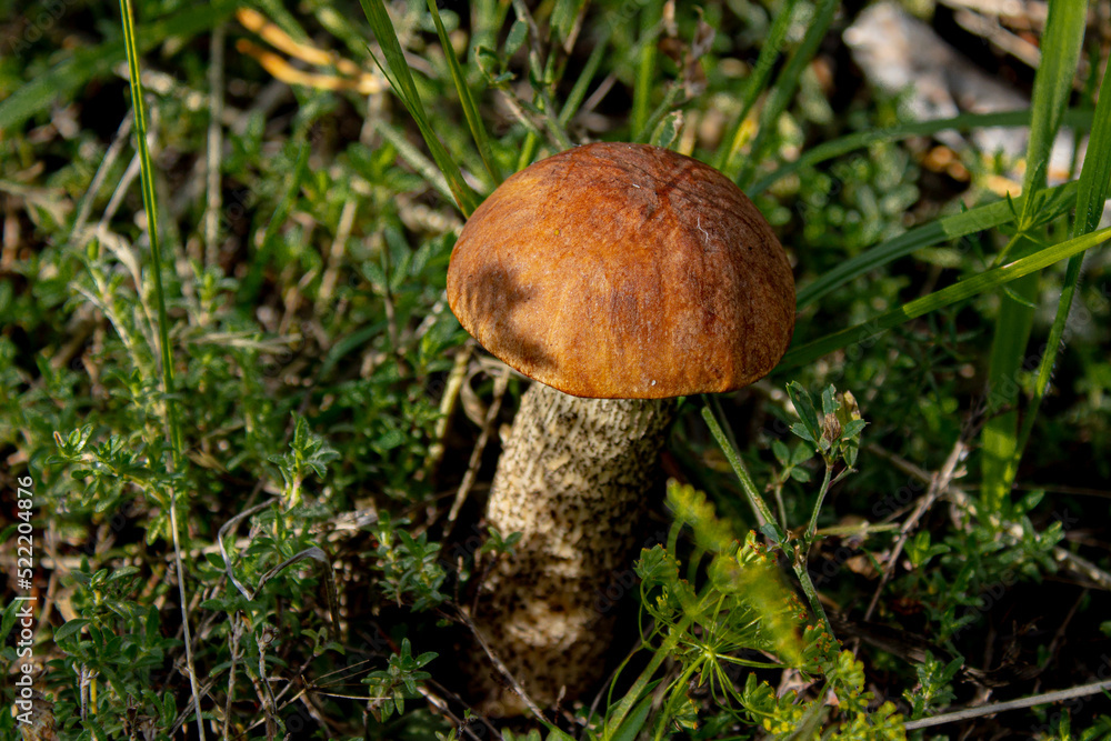 Leccinum scabrum, commonly known as the rough-stemmed bolete, scaber stalk, and birch bolete, is an edible mushroom in the family Boletaceae Leccinum scabrum, commonly known as the rough-stemmed bolete, scaber stalk, and birch bolete, is an edible mushroom in the family Boletaceae