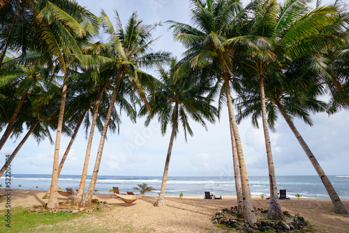 Tropical landscape. Sand beach with coconut palm trees.