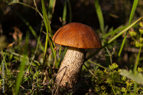 Leccinum scabrum, commonly known as the rough-stemmed bolete, scaber stalk, and birch bolete, is an edible mushroom in the family Boletaceae photo