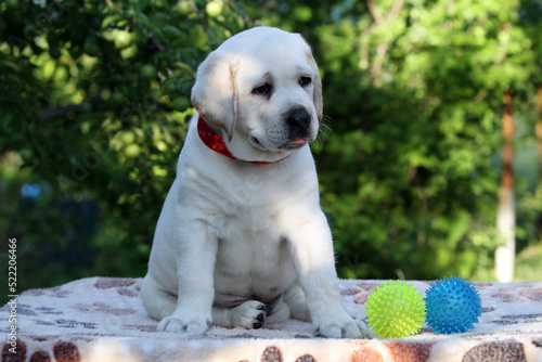 a sweet nice yellow labrador puppy in summer close up