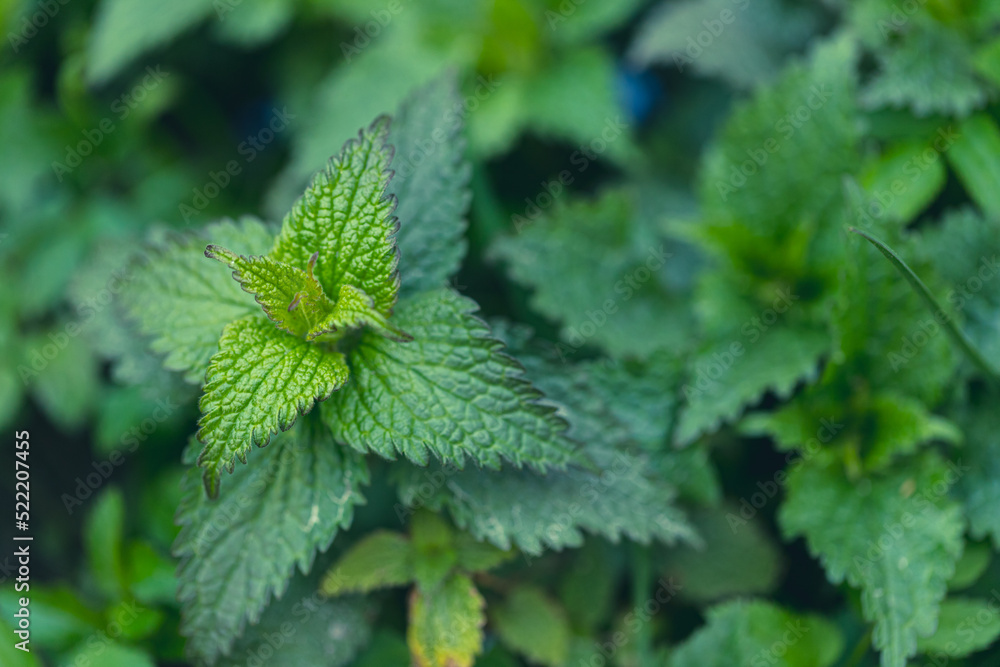 green fresh dead nettle plant in meadow