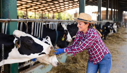 Confident spanish female farmer working in stall, feeding cows with hay