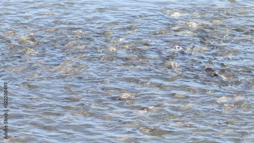Large school of fish that feed in the saltwater pond. goldfish Large school of fish that feed in the saltwater pond. goldfish