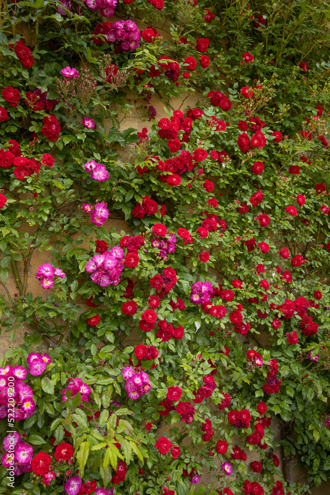 Roses at wall, Burford, Cotswolds, Engeland,, Oxfordshire, UK, Great Brittain,