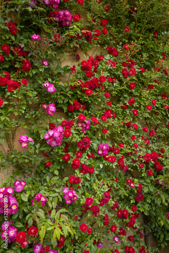 Roses at wall, Burford, Cotswolds, Engeland,, Oxfordshire, UK, Great Brittain, © A