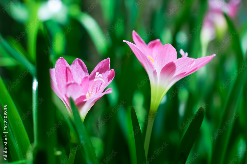 Pink lily flower macro photography on summer day beauty lily garden with pink petals close up garden photography. Pink lily flower macro photography on summer day beauty lily garden with pink petals close up garden photography.