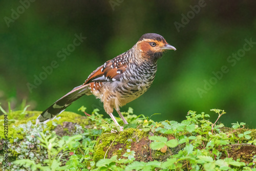 Spotted laughingthrush (Ianthocincla ocellata) at Senchal WLS, Darjeeling, West Bengal, India photo