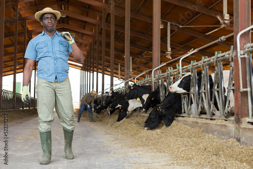 African american farmer holding agricultural tool and standing in hangar with cows