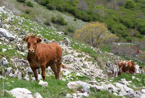 cows grazing in the mountains © ciroorabona