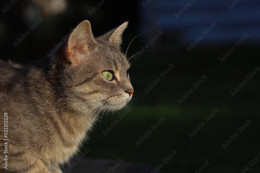 Fototapeta premium Cat on the street in the evening