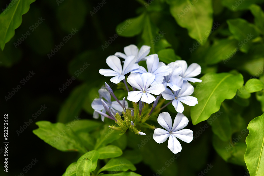 青色の花 青色の花