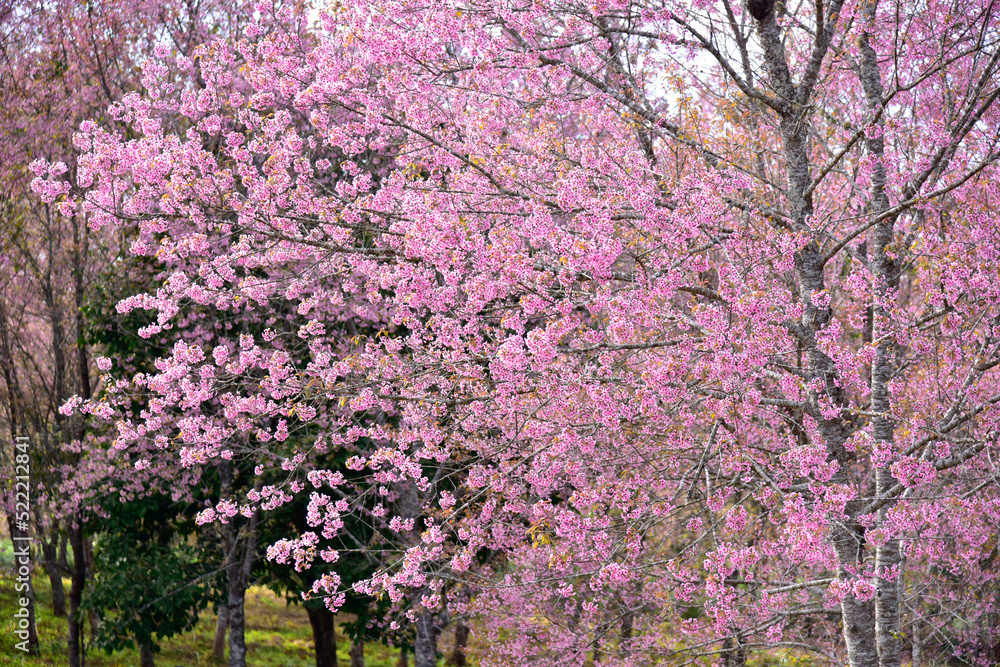 Beautiful pink sakura Flower at phu lom lo Loei, Thailand., Wild Himalayan Cherry., Prunus cerasoides. Beautiful pink sakura Flower at phu lom lo Loei, Thailand., Wild Himalayan Cherry., Prunus cerasoides.