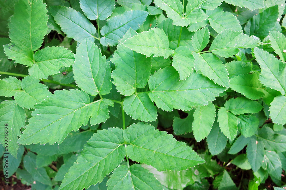 Plant goutweed,glague,aise-weed green background in the forest Plant goutweed,glague,aise-weed green background in the forest