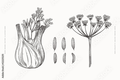 Root, inflorescence and seeds of fennel on an isolated background. Hand drawn plant for healthy eating in vintage engraving style. Design element for shop, market. Botanical vintage illustration
