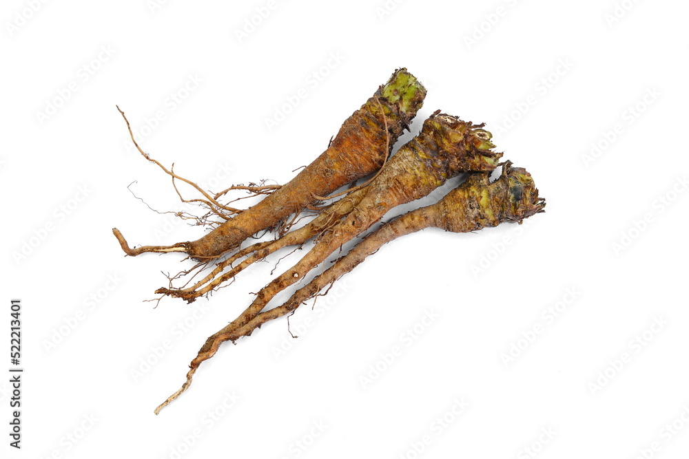 Root of Taraxacum, known as dandelions 
