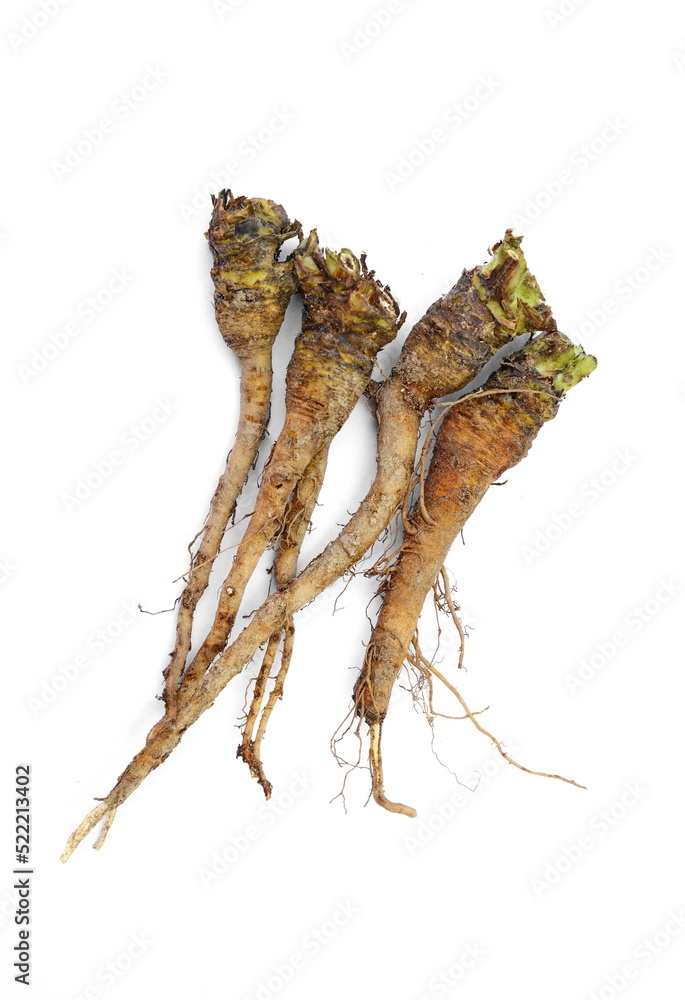 Root of Taraxacum, known as dandelions Root of Taraxacum, known as dandelions