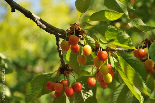 cherry on a tree