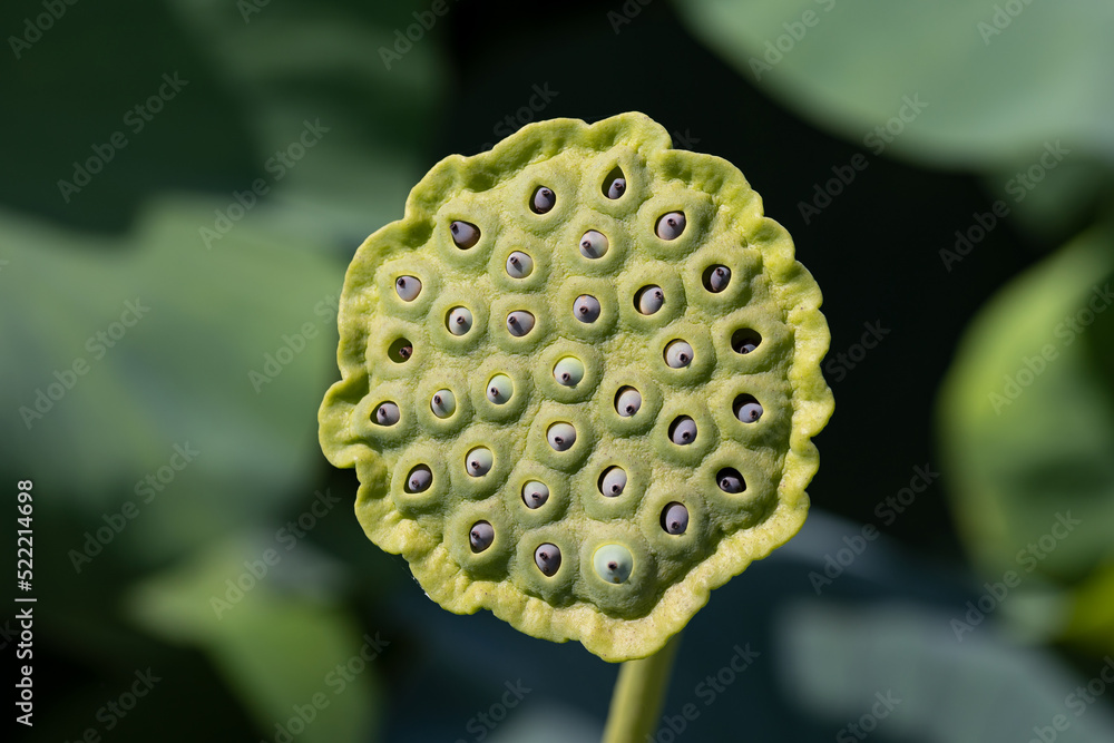 lotus pods trypophobia