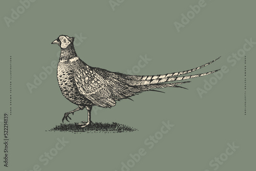 Fotografiet Pheasant in engraving style