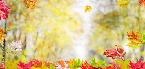 Autumn background with a whis autumn colorful leaves and beautiful sunny bokeh.