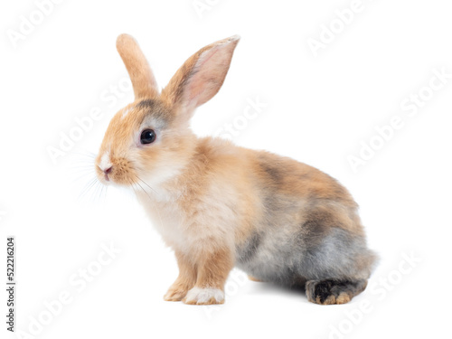 Side view of brown cute rabbit sitting on white background.
