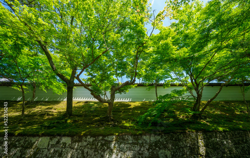 京都 曼殊院門跡の新緑 