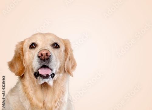 happy adult dog smiling on color background