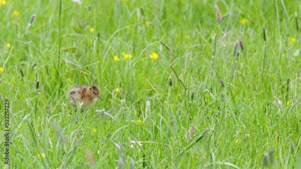 Tiny baby Grutto bird hardly visible in green natural meadow, handheld view Tiny baby Grutto bird hardly visible in green natural meadow, handheld view