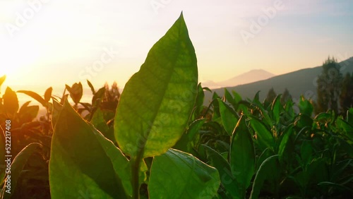 tobacco plant on the largest tobbaco plantation in Temanggung, central java, Indonesia. foreground of tobacco leaves in the wind. Indonesia's cigarette industry. photo