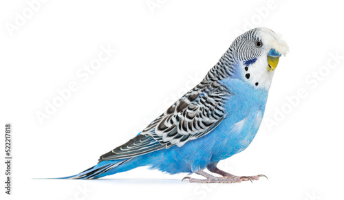 Side view Blue crested Budgerigar, isolated on white © Eric Isselée