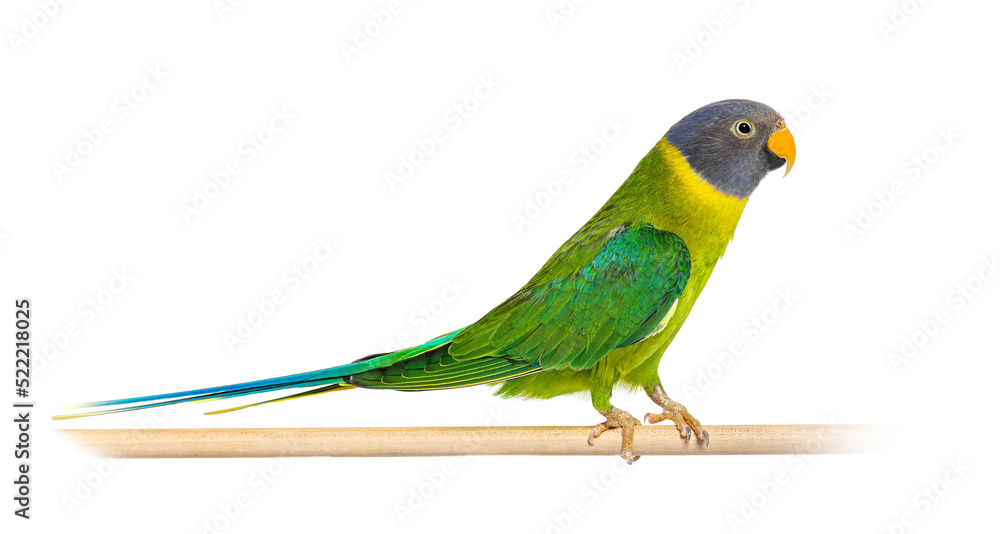 On a wooden perch female Plum-headed parakeet, Psittacula cyanoc