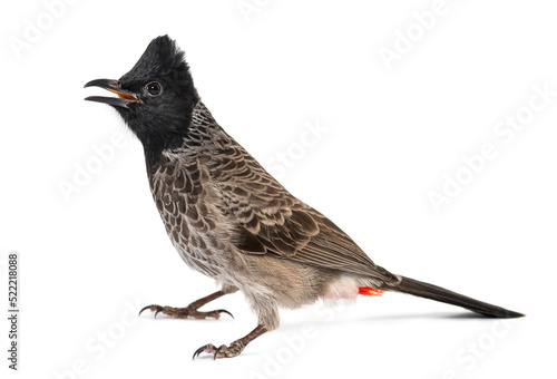 Photos profile of a Red-vented bulbul, Pycnonotus cafer, isolated on wh