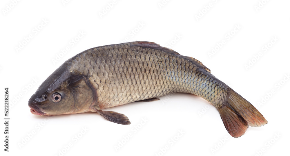 One big carp. One big carp.