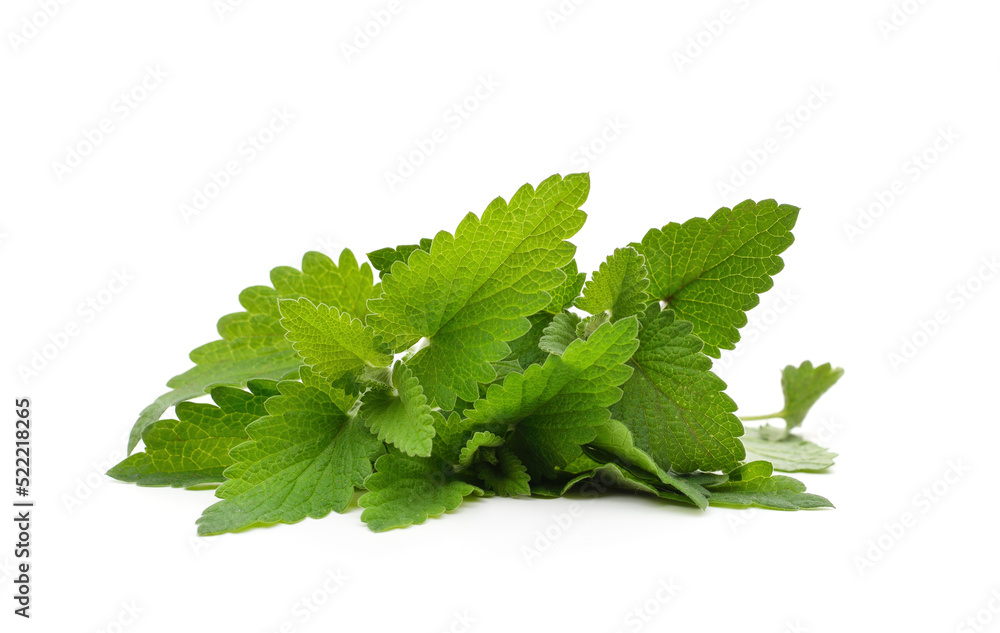 Green leaves of melissa. Green leaves of melissa.