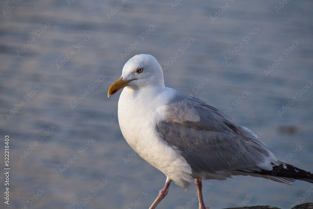 seagull on the beach seagull on the beach
