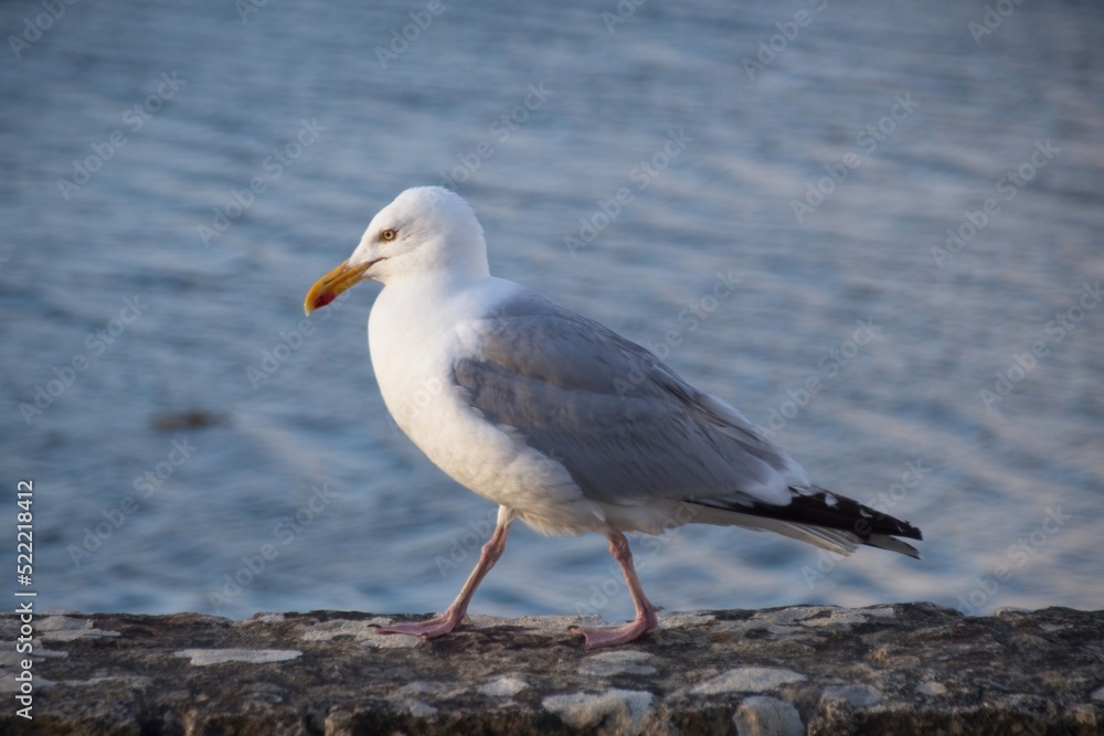 seagull on the beach seagull on the beach