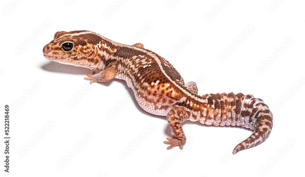 High view and rear view of an african fat-tailed gecko, Hemithec High view and rear view of an african fat-tailed gecko, Hemithec