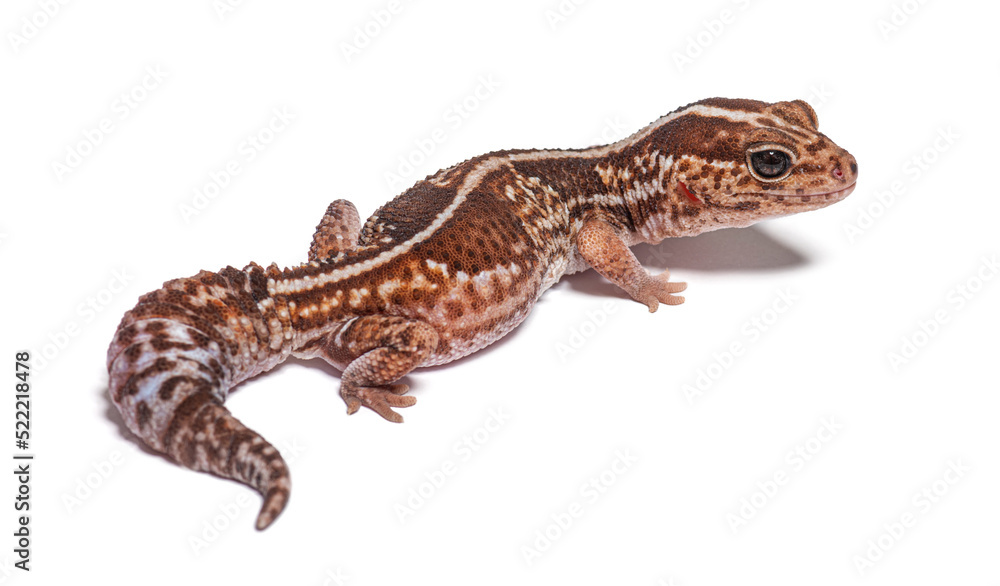 Naklejka premium High view and rear view of an african fat-tailed gecko, Hemithec