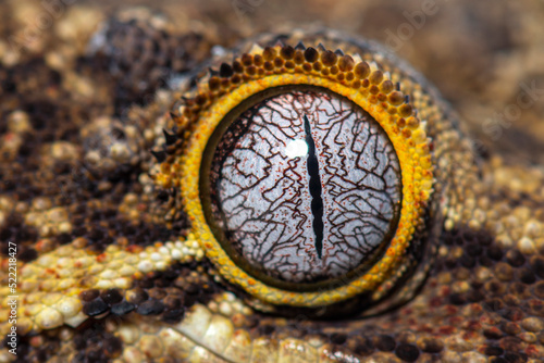 Close-up on a reptile eye, New Caledonia bumpy gecko, Rhacodacty