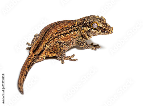 Rear view New Caledonia bumpy gecko, Rhacodactylus auriculatus