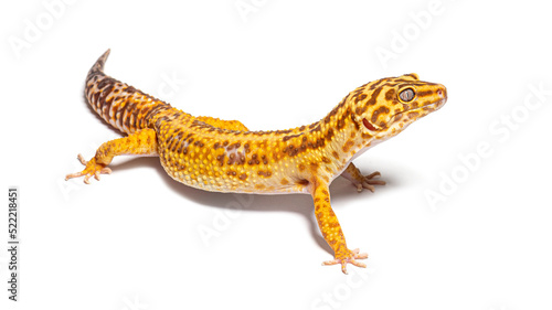 Side view of Leopard gecko, Eublepharis macularius, isolated on © Eric Isselée