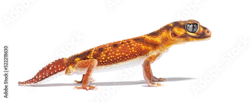 profile view of s Three-lined knob-tailed gecko, Nephrurus levis